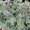 Silver Thyme -Great Garden Plants thymus vareigated 1 sw