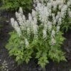 'Cutting Edge' Foamflower -Great Garden Plants tiarella cutting edge 1 sw