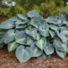 'Touch Of Class' Hosta -Great Garden Plants touch of class hosta 1