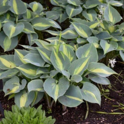 'Touch Of Class' Hosta -Great Garden Plants touch of class hosta 3