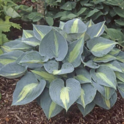 'Touch Of Class' Hosta -Great Garden Plants touch of class hosta 4
