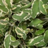 Tricolor Sage 1 Tricolor Sage -Great Garden Plants tricolor sage 2