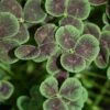 Black Four-Leaved Clover -Great Garden Plants trifolium atropurpureum 1 sq 7cadda2d bc2f 428b a577 558714feef5c sw