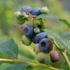 'Patriot' Blueberry -Great Garden Plants vaccinium patriot