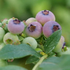 'Patriot' Blueberry -Great Garden Plants vaccinium patriot1