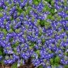 'Tidal Pool' Creeping Speedwell -Great Garden Plants veronica tidal pool 1