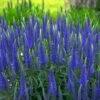 Magic Show® 'Wizard Of Ahhs' Spike Speedwell -Great Garden Plants veronica wizard of ahhs spike speedwell 1