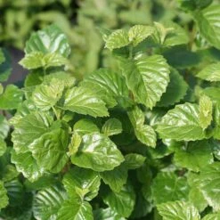 Glitters & Glows™ Viburnum Combination -Great Garden Plants viburnum all that glitters 2 sw