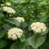All That Glows® Arrowwood Viburnum -Great Garden Plants viburnum all that glows 3
