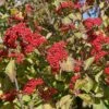 Cardinal Candy® Linden Viburnum -Great Garden Plants viburnum dilitatum cardinal candy 1 sw