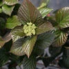 Shiny Dancer® Viburnum -Great Garden Plants viburnum shiny dancer 1