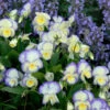 'Etain' Perennial Violet -Great Garden Plants viola etain 1
