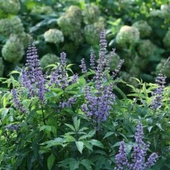 Blue Diddley® Chaste Tree -Great Garden Plants vitex blue diddley 1 P sw