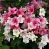 Czechmark Trilogy® Weigela -Great Garden Plants weigela czechmark trilogy 1 sw