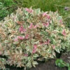 My Monet® Weigela 1 My Monet® Weigela -Great Garden Plants weigela my monet 1