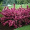 Sonic Bloom® Pink Weigela 2 Sonic Bloom® Pink Weigela -Great Garden Plants weigela sonic bloom pink 1