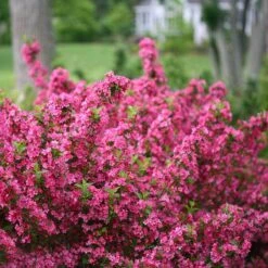 Sonic Bloom® Pink Weigela -Great Garden Plants weigela sonic bloom pink 2
