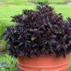Spilled Wine® Weigela -Great Garden Plants weigela spilled wine 1