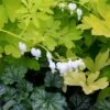'White Gold' Bleeding Heart -Great Garden Plants white gold bleeding heart 1