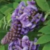 'Amethyst Falls' Wisteria -Great Garden Plants wisteria amethyst falls 1 sw