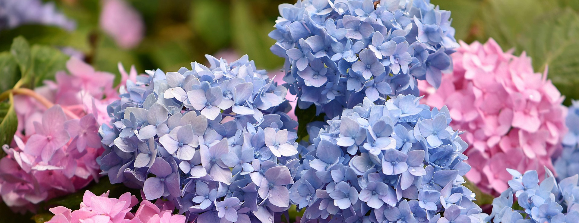 Great Garden Plants -Great Garden Plants blossoms 4320891 1920