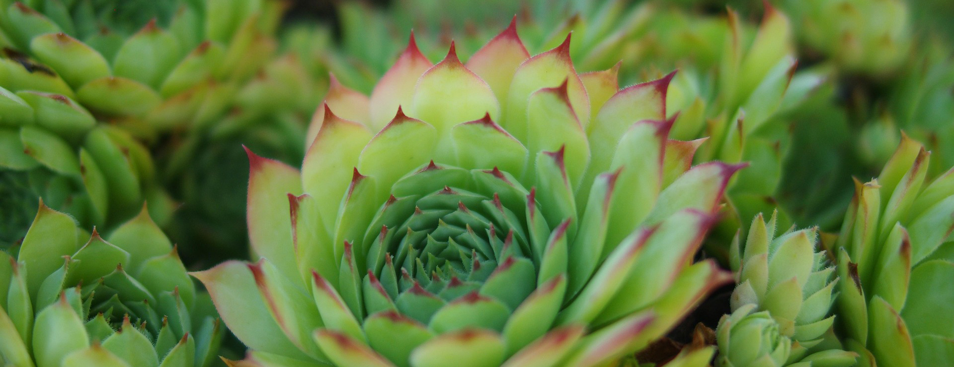 Great Garden Plants -Great Garden Plants succulent plants 6530869 1920